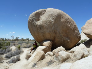 Joshua Tree Park 2013